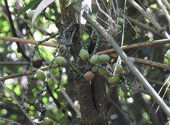Gnetum luofuense