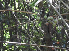 Gnetum luofuense