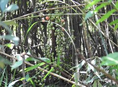 Gnetum luofuense