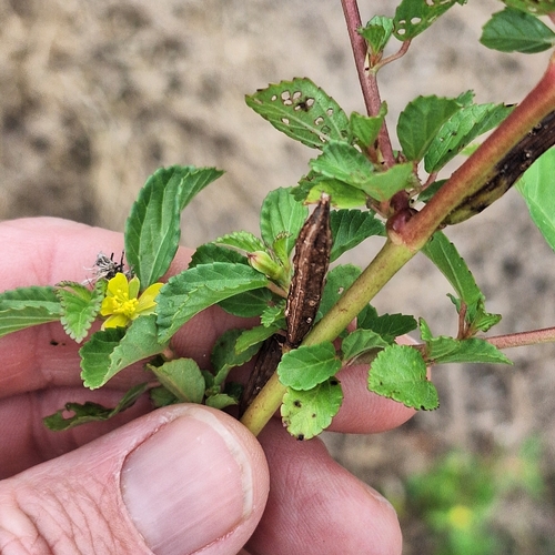 Corchorus olitorius, photograph 1