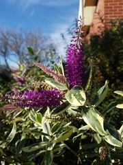 Veronica × andersonii