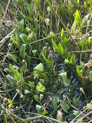 Pontederia cordata