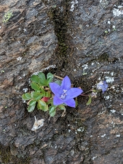 Campanula piperi