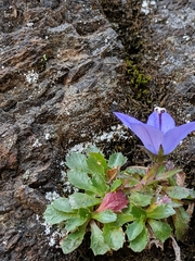 Campanula piperi