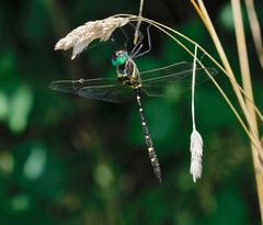 Macromia pacifica × taeniolata