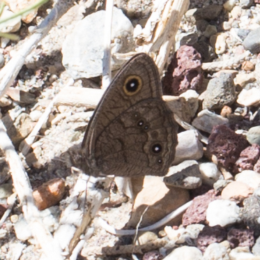 Great Basin Wood-Nymph photo 5