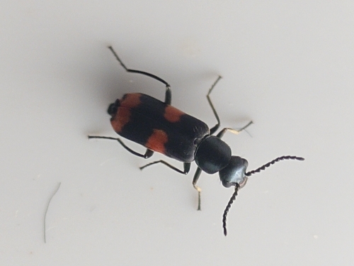 Gebänderter Warzenkäfer