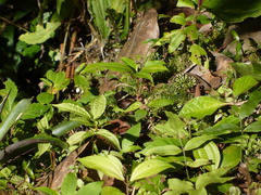 Heliconius clysonymus montanus