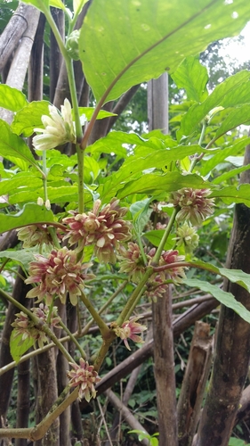 Silvianthus bracteatus (Silvianthus bracteatus)