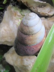 Helicostyla rufogaster