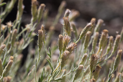 Brickellia oblongifolia