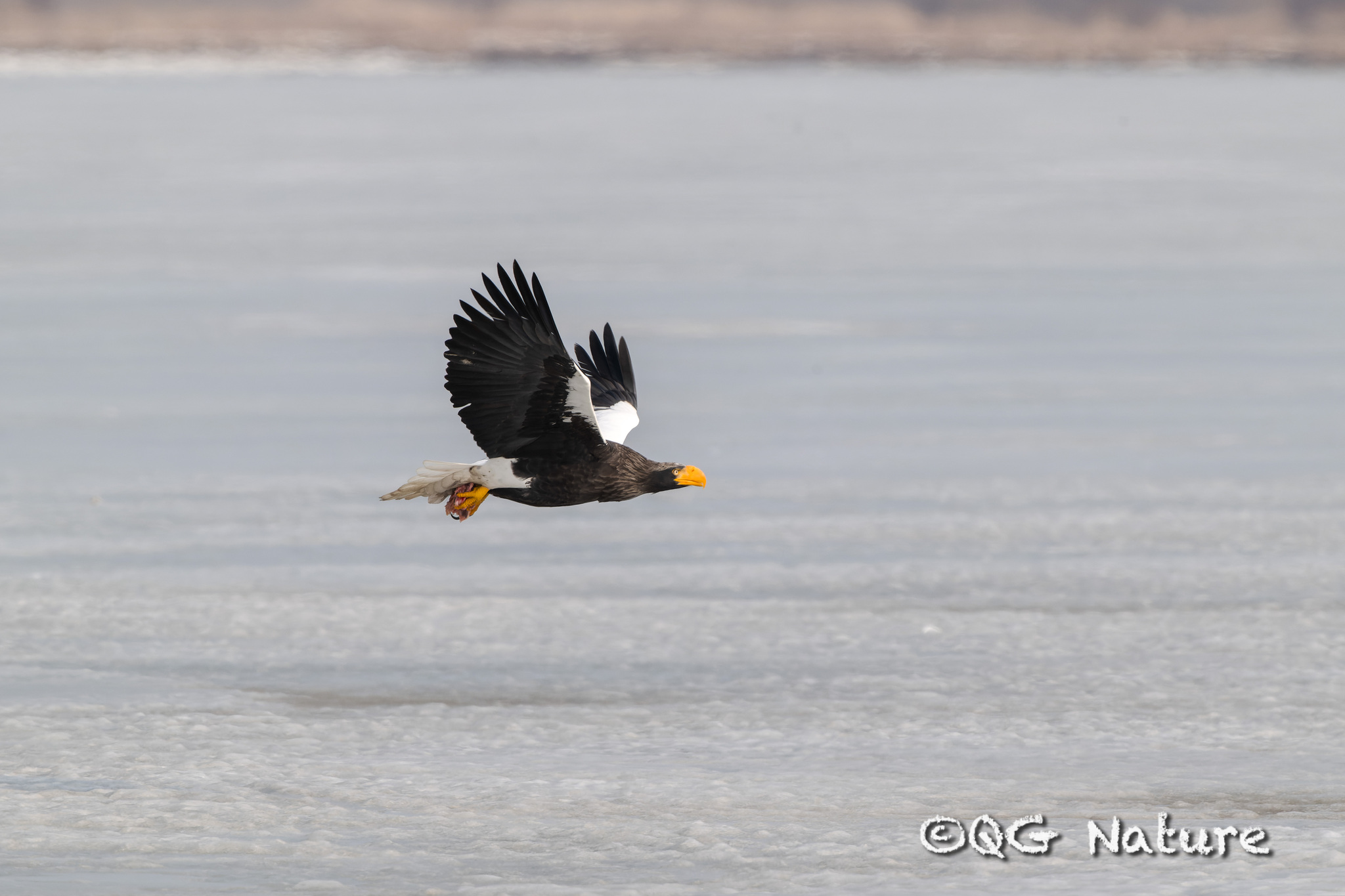 Steller's Sea Eagle