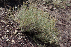 Brickellia oblongifolia