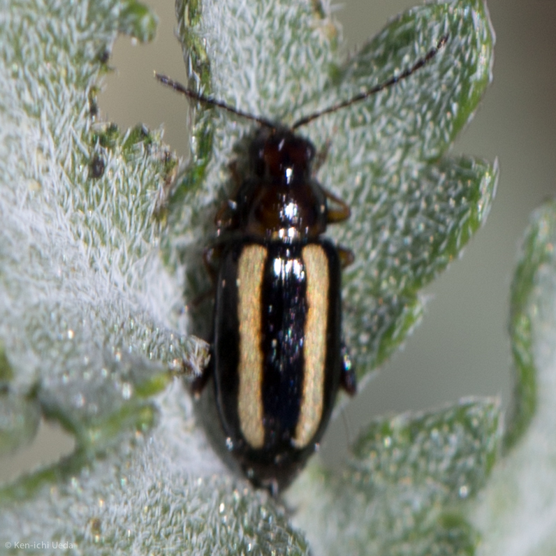 Systena californica
