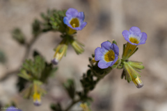 Phacelia bicolor