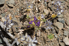 Lupinus flavoculatus