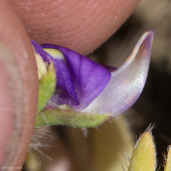 Lupinus flavoculatus