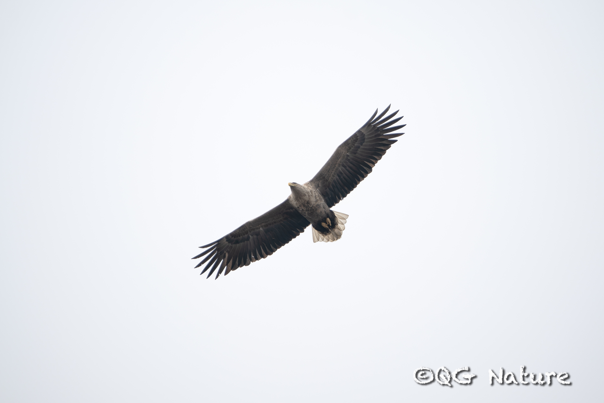 White-tailed Eagle