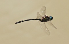 Macromia pacifica × taeniolata