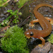 Columbia Torrent Salamander - Photo (c) corndog, some rights reserved (CC BY-NC), uploaded by corndog