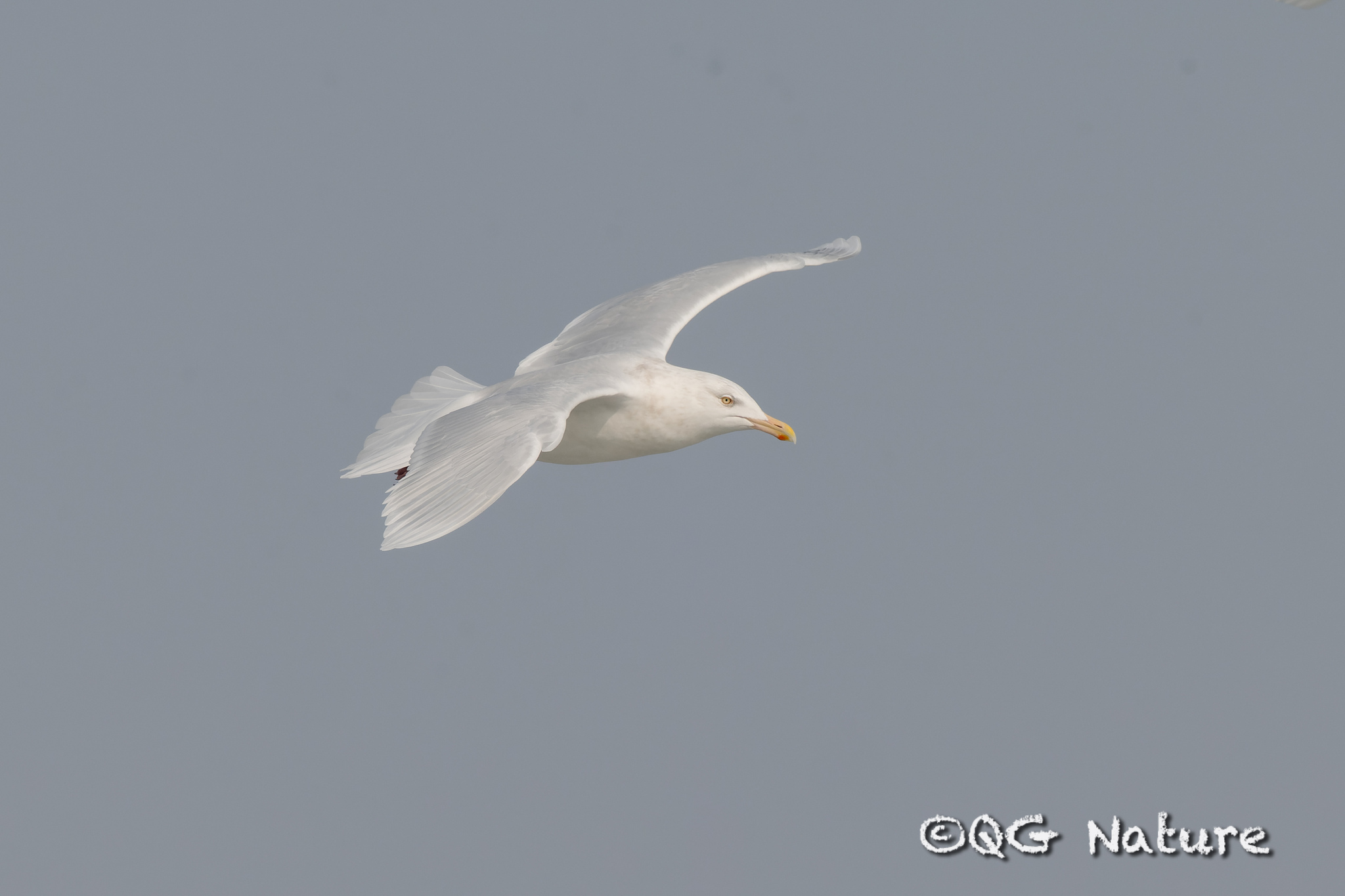 Glaucous Gull