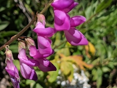 Hedysarum occidentale