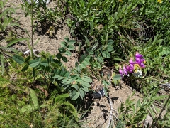 Hedysarum occidentale