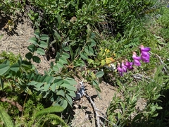 Hedysarum occidentale