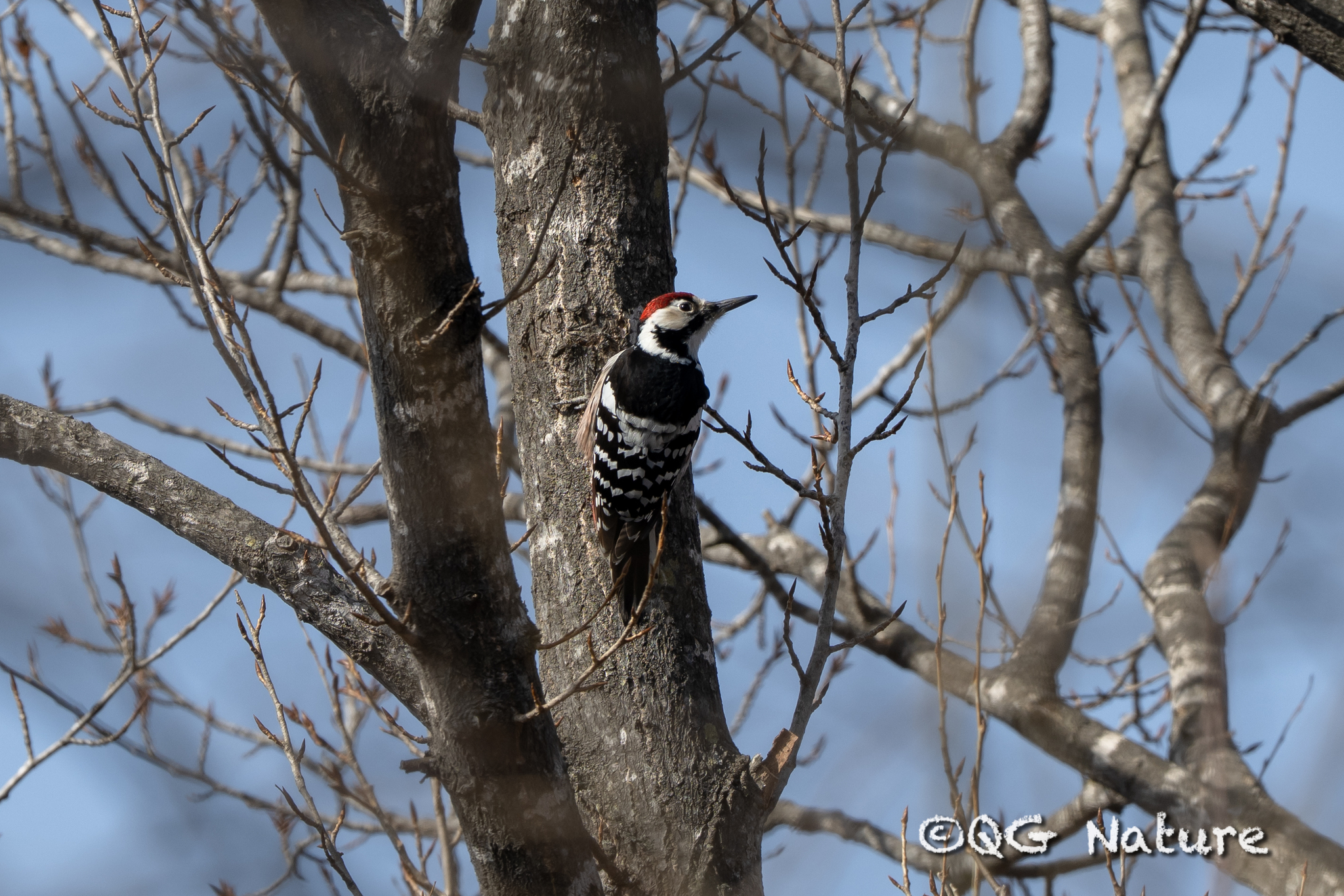 White-backed Woodpecker