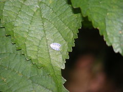 Borysthenes maculatus