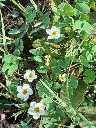 Skewleaf Sorrel