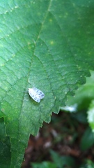 Borysthenes maculatus