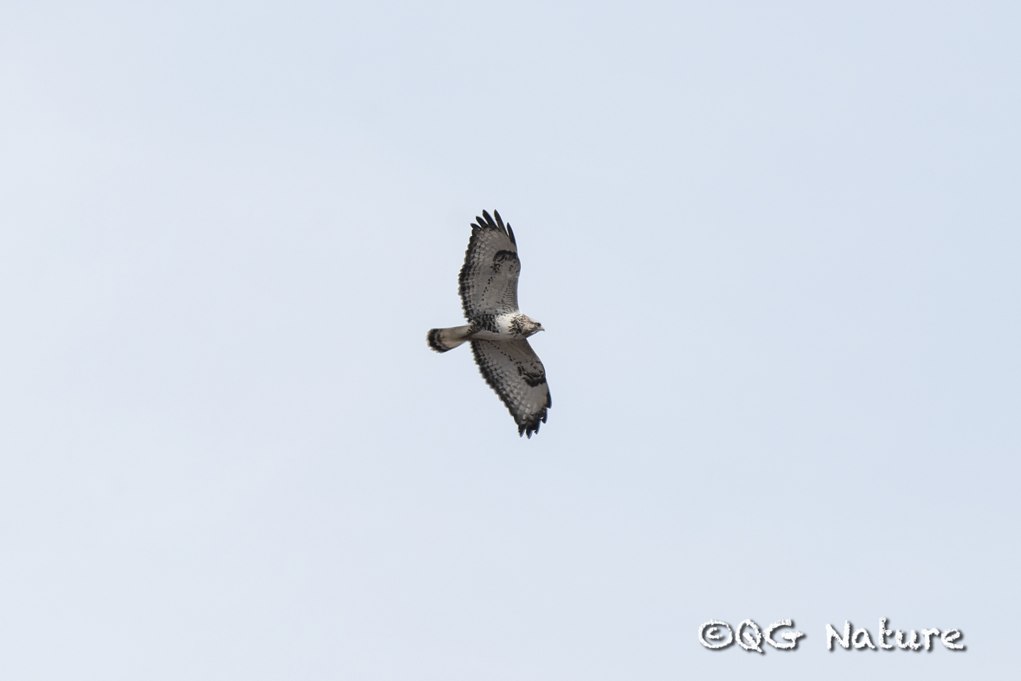 Rough-legged Buzzard