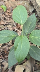 Stephanotis volubilis