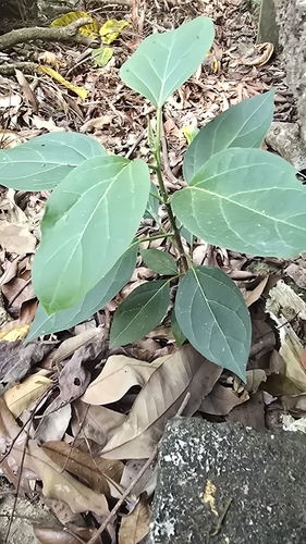 Stephanotis volubilis, photograph 1
