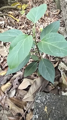 黃其君, CC BY, iNaturalist via GBIF Stephanotis volubilis, photograph 黃其君, CC BY, iNaturalist via GBIF