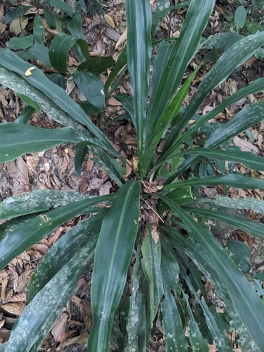 Maingay's Dracaena (Dracaena maingayi)