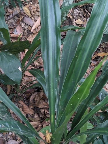 Image of Dracaena maingayi by no rights reserved