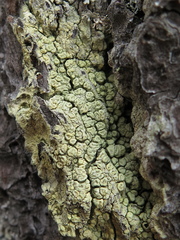 Pertusaria wulfenioides