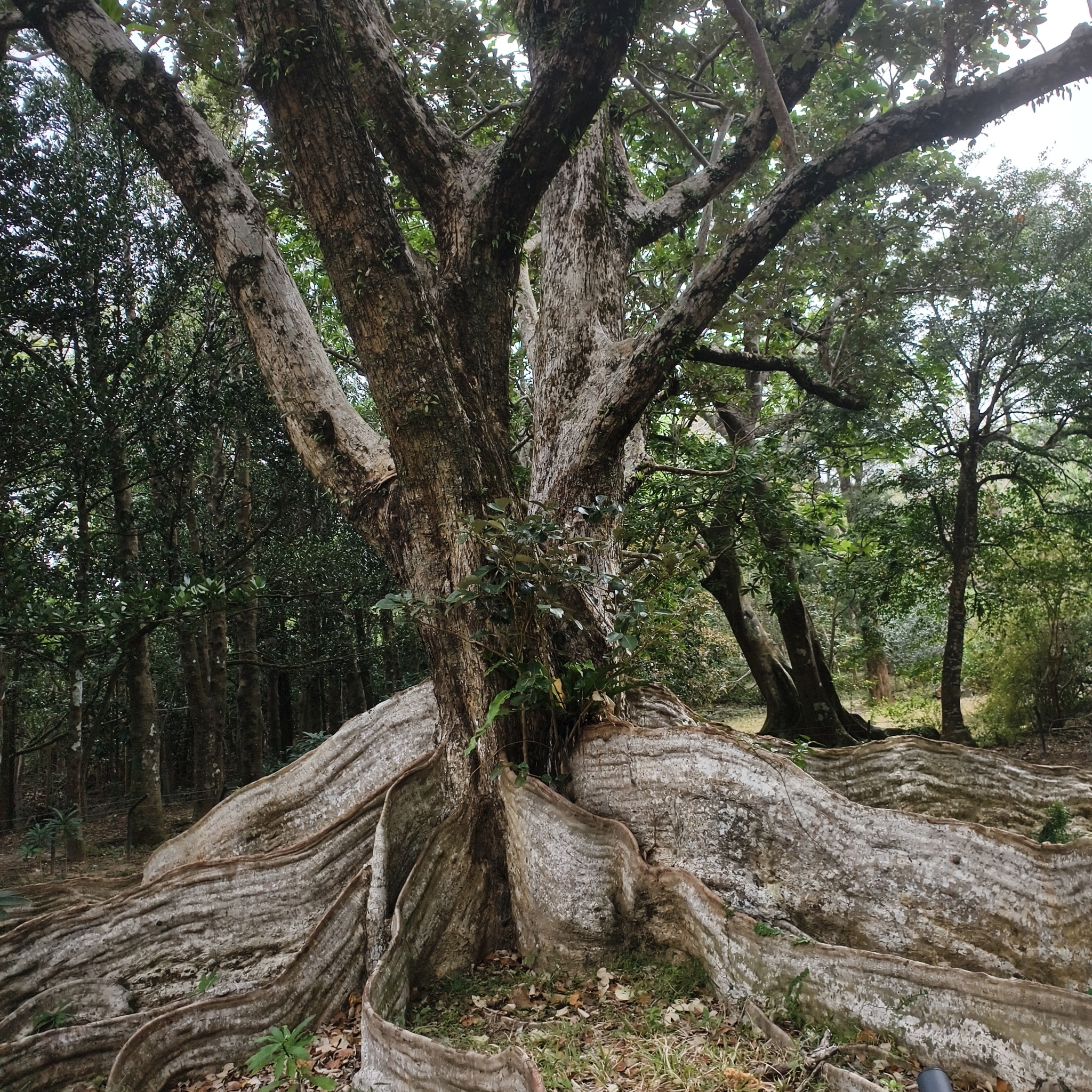 Imagem de Sundari