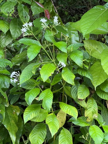 Ophiorrhiza palauensis observed 2024-07-30