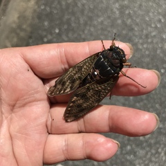 Graptopsaltria nigrofuscata