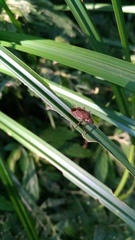 Picromerus viridipunctatus