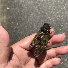 Graptopsaltria nigrofuscata