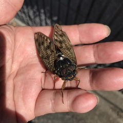 Graptopsaltria nigrofuscata