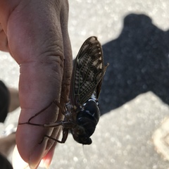 Graptopsaltria nigrofuscata