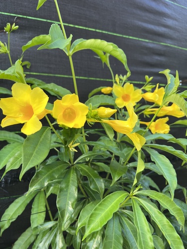 Allamanda cathartica observed 2024-08-17