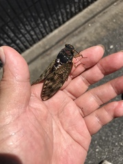 Graptopsaltria nigrofuscata