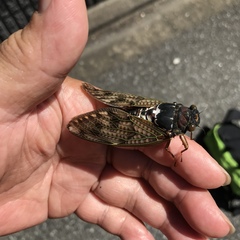 Graptopsaltria nigrofuscata