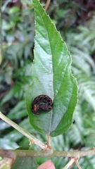 Thyatira batis formosicola